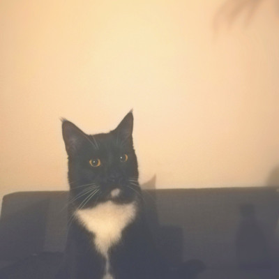 Kevin